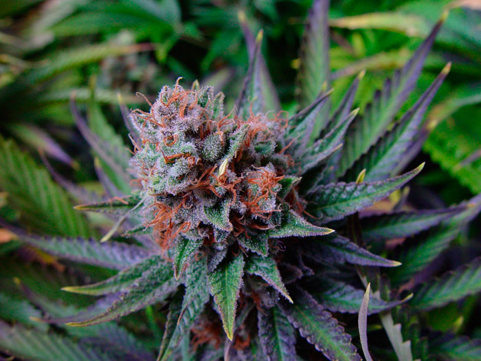 Цветет ли марихуана электронна сигарета с запахом конопли
