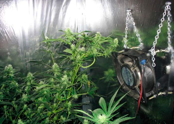 Фото марихуаны в гроубоксе президент выращивал коноплю