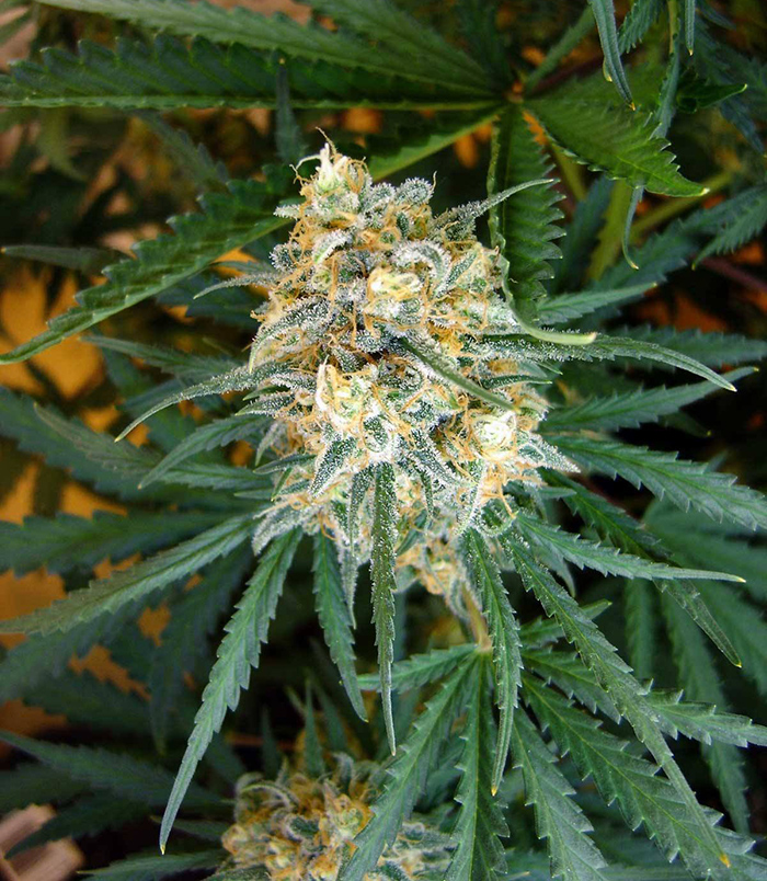 Чем ускорить цветение конопли купить марихуану в питере