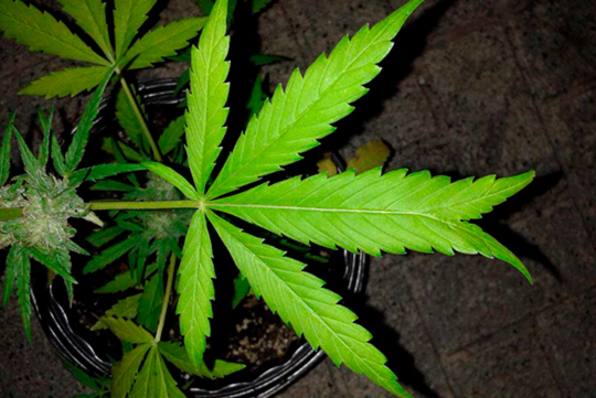 Сколько листов у марихуаны когда лучше растить коноплю