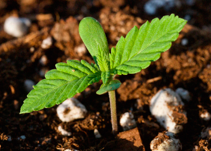 Выращивание органической марихуаны