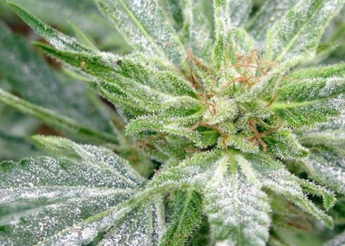 Белый налет на листьях марихуаны репортаж уничтожение конопли