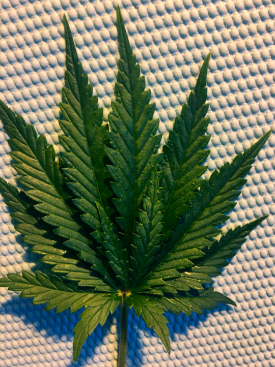сколько листов у марихуаны