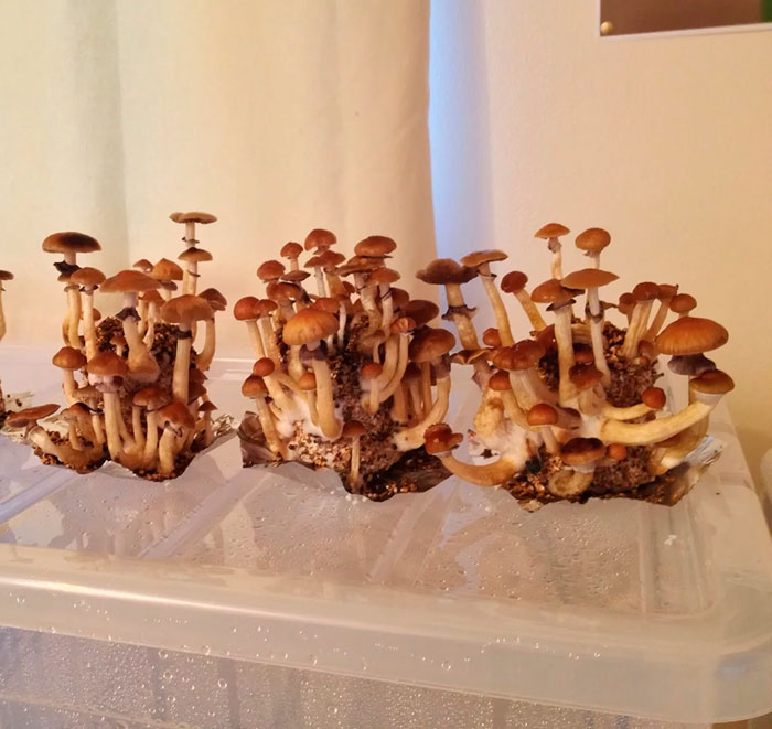 Основные правила культивации грибов 