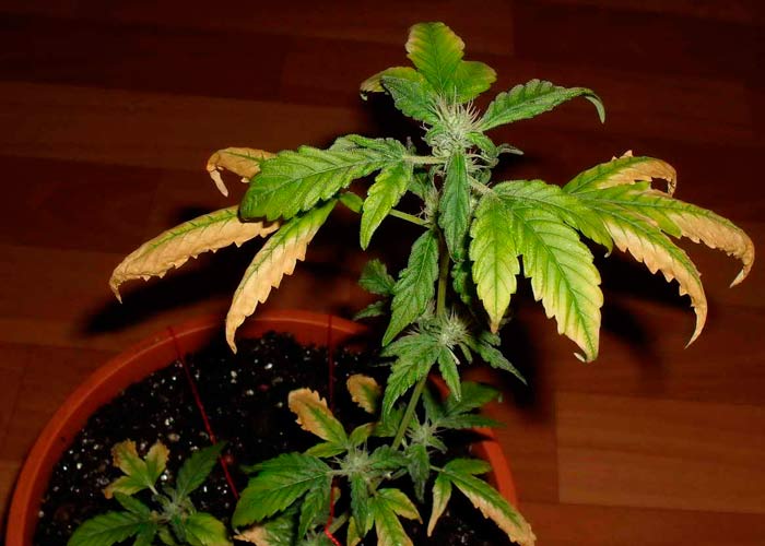 Почему пожелтели листья марихуаны куриш марихуану