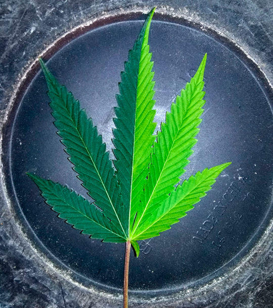 Марихуана мутации как срезать листья марихуаны