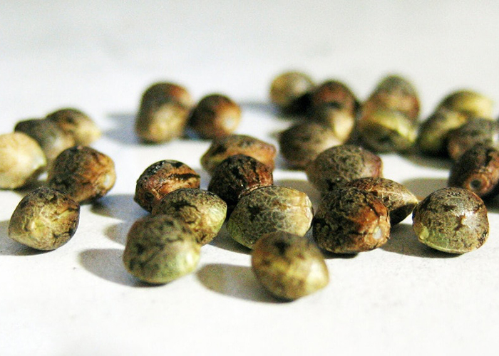 Семена марихуаны