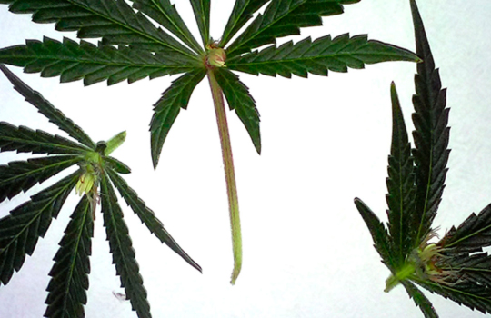 сколько листьев у марихуаны
