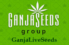 Оптовые цены на семена конопли GanjaLiveSeeds