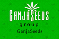 Оптовые цены на семена конопли GanjaSeeds