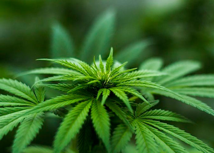 Как вырастить коноплю в органике разрешат ли в россии марихуану