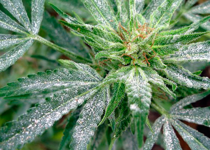 Плесени на марихуане можно будет выращивать коноплю