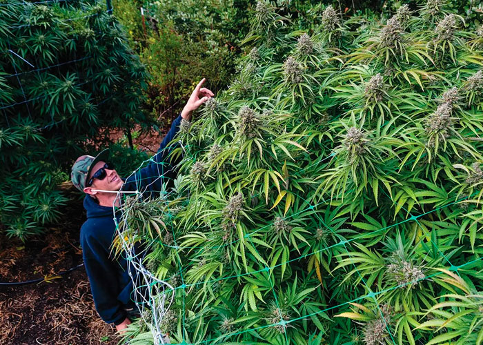 Высокие растения марихуаны марихуана растения