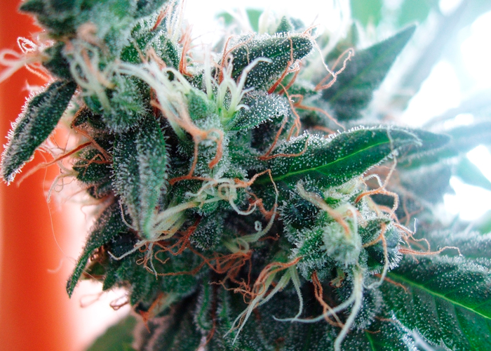 Cannabis вырабатывает THC