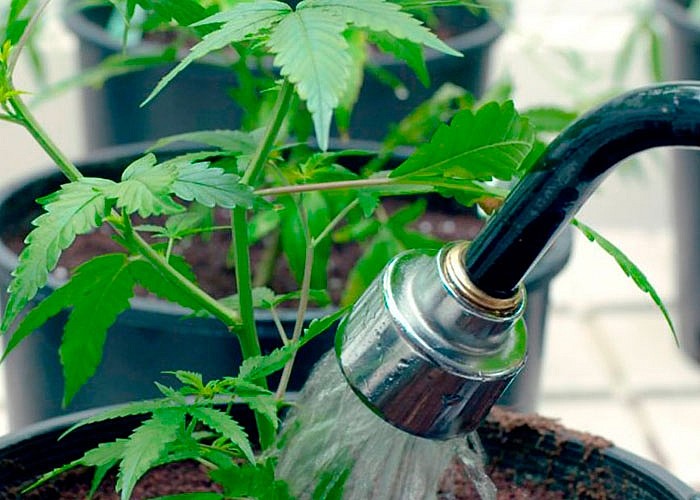 Как правильно поливать коноплю как курят марихуану на ямайке