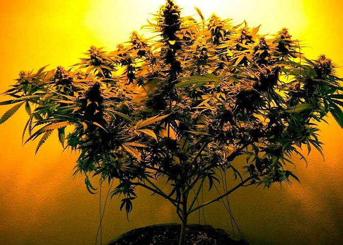 Основные принципы простого и правильного полива растений марихуаны