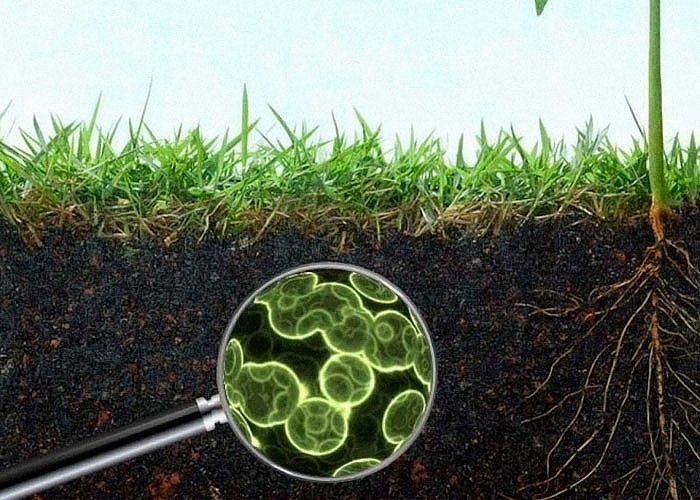 Зачем нужны микроорганизмы в почве