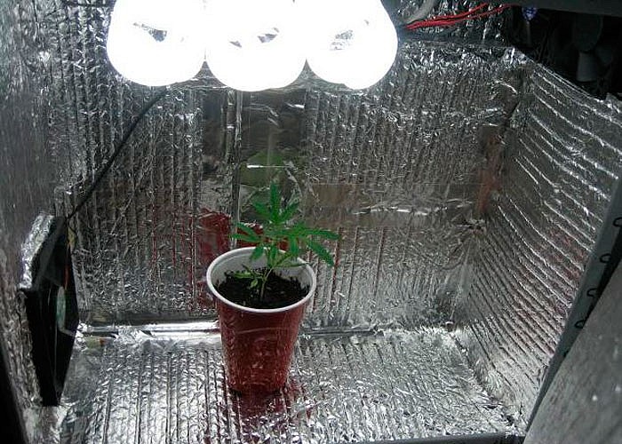 Гроубокс для выращивания марихуаны