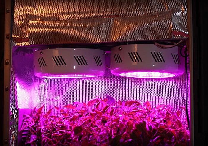 Ящик для выращивания марихуаны семена конопляные как принимать