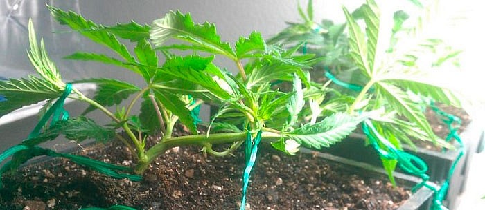 Тренировки и марихуана конопля семя