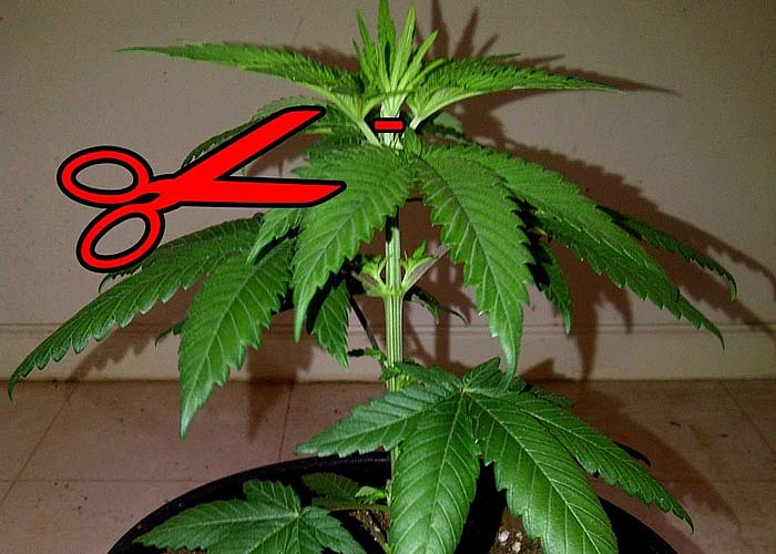 Подвязка марихуаны даркнет ссылки на шопы hydra2web