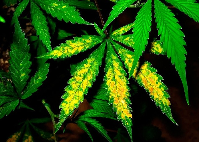 пятна на листьях марихуана