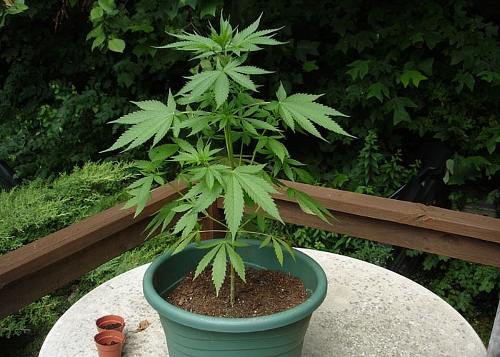 как нужно выращивать марихуану
