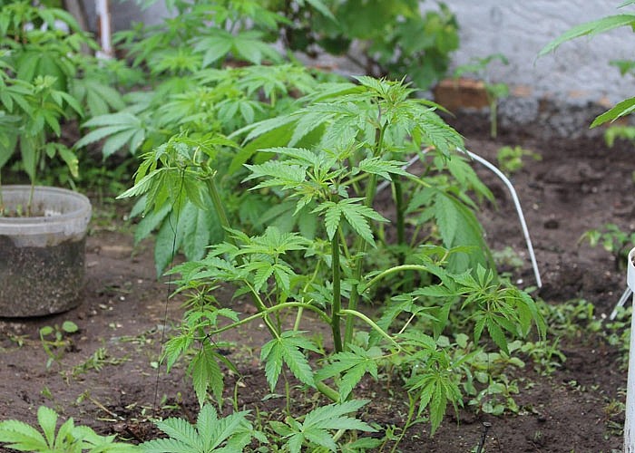 вырастить марихуану на огороде