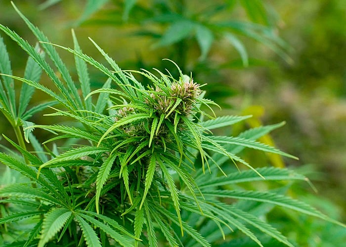 Разбавленная марихуана уничтожили гектар дикорастущей конопли