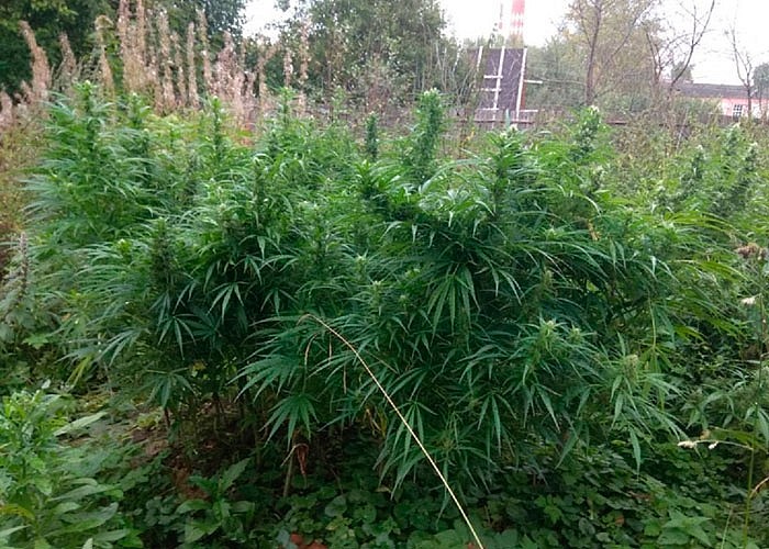 Куст марихуаны на огороде все о травке конопле