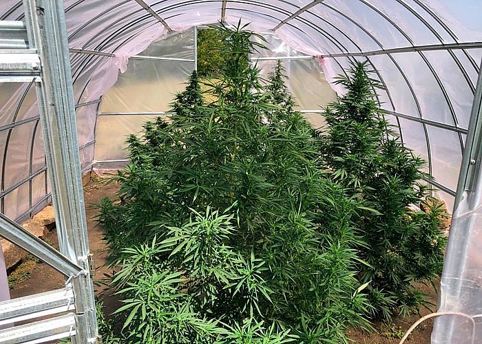 Выращивания марихуану в теплице купить в украине семена гидропоники