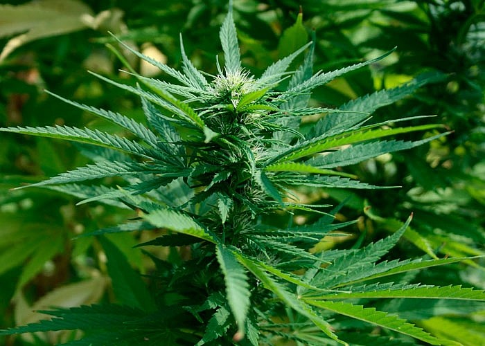 Потенциальные опасности, которым могут подвергаться растения марихуаны до сбора урожая