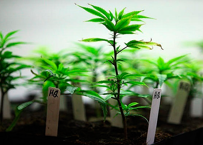 Что влияет на скорость роста марихуаны?