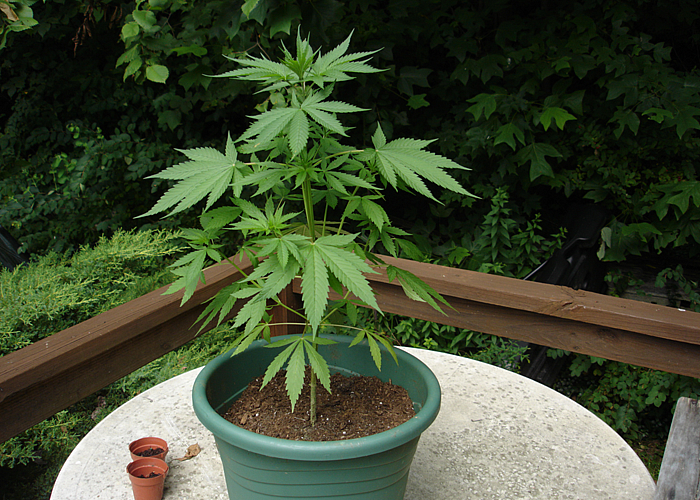 Уроки выращивания марихуаны название наркотиков конопля