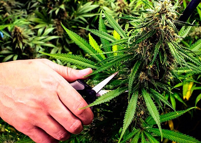 Когда лучше всего собирать урожай марихуаны?