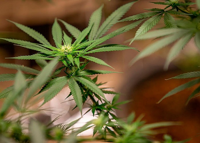 Добиться эффекта марихуаны легализация конопли в рф