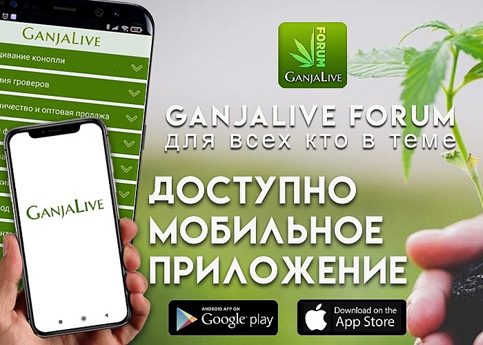 бесплатное приложение «GanjaLive»