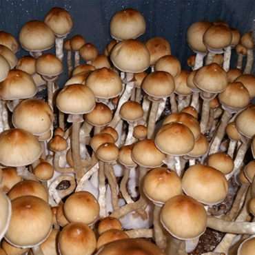 Употребление псилоцибе грибов