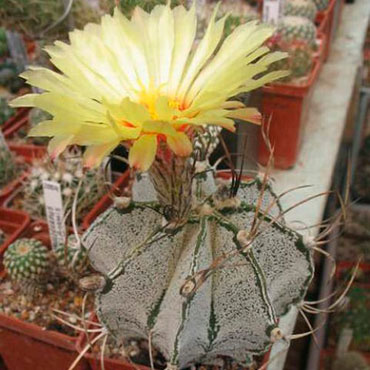 Заказать семена галлюциногенных кактусов в интернет-магазине GanjaSeeds