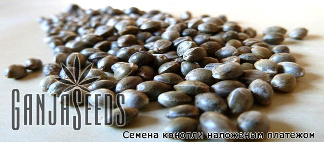 Семена конопли наложенным платежом по россии tor browser hidden wiki hudra