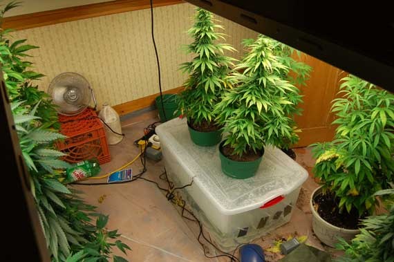 как вырастить марихуану домашних условиях