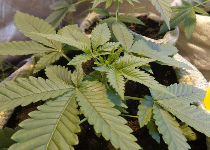 Cannabis indica (стадия вегетативного роста)