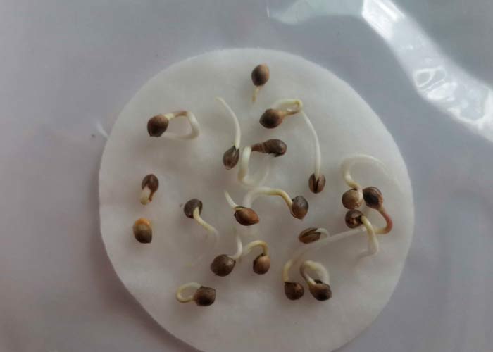 Проклюнувшиеся семена каннабиса в ватных дисках