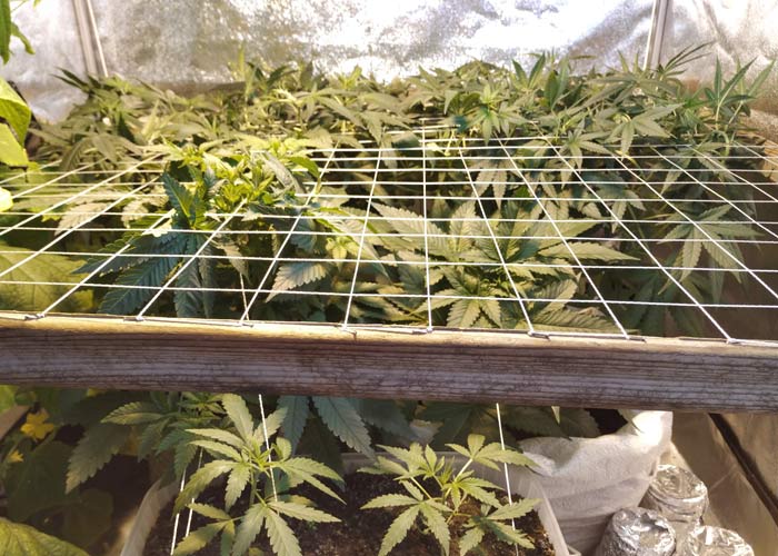 Выращивание конопли под землей продажа марихуаны россии