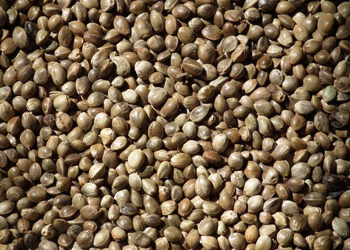 Как правильно выращивать зерна конопли уголовный кодекс рф статья по конопле