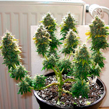 Семена карликовая марихуана кого осудили за выращивание конопли