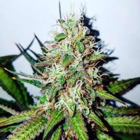 Cheese feminised Vision Seeds