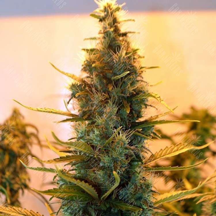 Freddy's Best feminised Dutch Passion Seeds