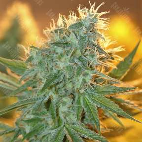 Russian Snow feminised Vision Seeds