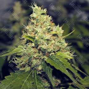 Moby Dick feminised Green House Seeds